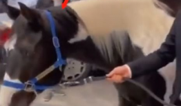 马配马视频,一场跨越时空的浪漫邂逅